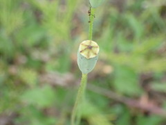 Papaver