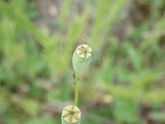 Papaver