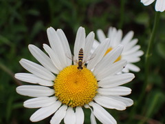 Sphaerophoria