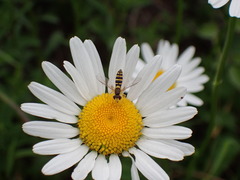 Sphaerophoria