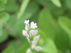 Myosotis