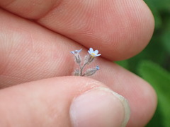 Myosotis