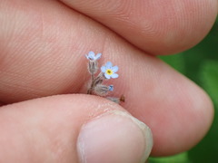 Myosotis