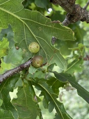 Cynips quercusfolii