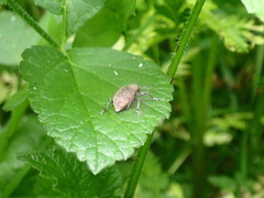Curculionidae