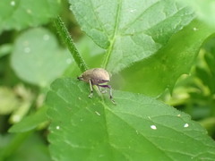 Curculionidae
