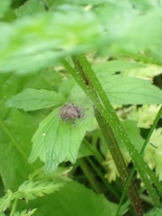 Curculionidae