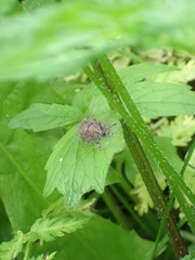 Curculionidae