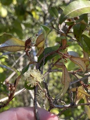Croton pseudopulchellus
