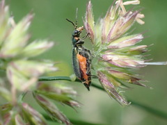 Malachius bipustulatus