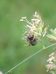 Malachius bipustulatus