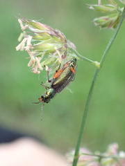Malachius bipustulatus