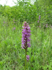 Dactylorhiza × grandis