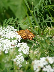 Pseudopanthera macularia