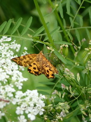 Pseudopanthera macularia