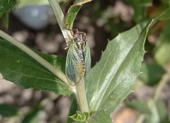 Euryphara contentei
