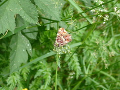 Araschnia levana