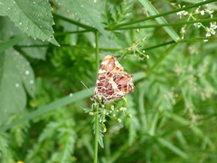 Araschnia levana