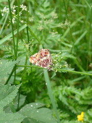 Araschnia levana