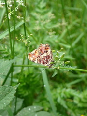 Araschnia levana
