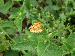 Pseudopanthera macularia