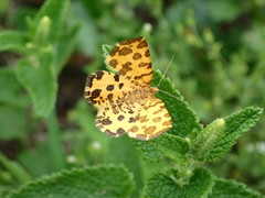 Pseudopanthera macularia
