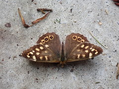 Pararge aegeria