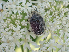 Oxythyrea funesta