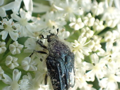 Oxythyrea funesta