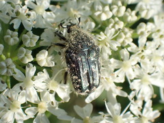 Oxythyrea funesta