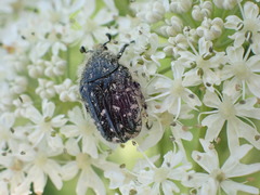 Oxythyrea funesta