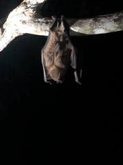 Artibeus jamaicensis