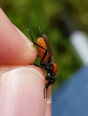 Bibio hortulanus