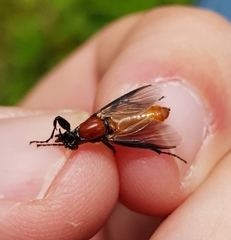 Bibio hortulanus