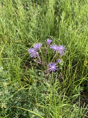 Lactuca tatarica