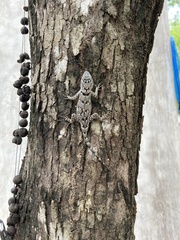 Sceloporus lundelli