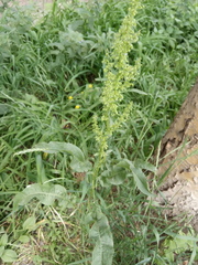 Rumex stenophyllus