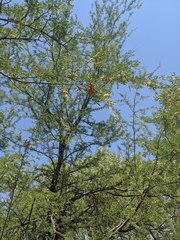 Prosopis pubescens
