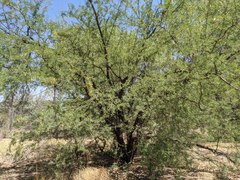 Prosopis pubescens