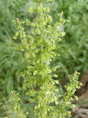 Rumex stenophyllus