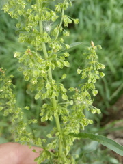 Rumex stenophyllus