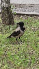 Corvus cornix