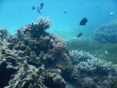 Plectroglyphidodon gascoynei