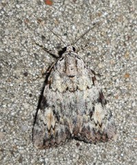 Catocala amica