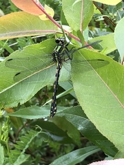 Ophiogomphus anomalus