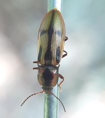 Selatosomus pulcher