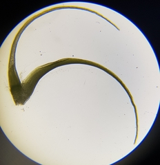 Dicranodontium denudatum
