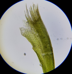 Dicranodontium denudatum