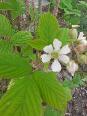 Rubus fruticosus