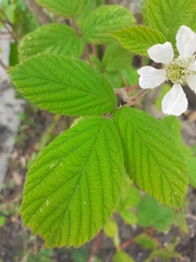 Rubus fruticosus